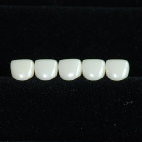 전치부A,B(Refill)(1Pack/5ea)